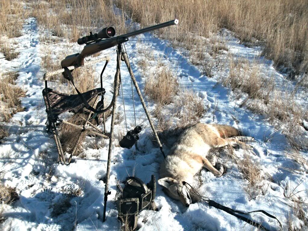 Coyote Hunting Chair Suggestions Predatormasters Forums