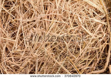 stock-photo-hay-background-as-a-front-view-of-a-bale-of-hay-as-an-agriculture-farm-and-farming-symbol-of-370840970_zpscubfhas0.jpg