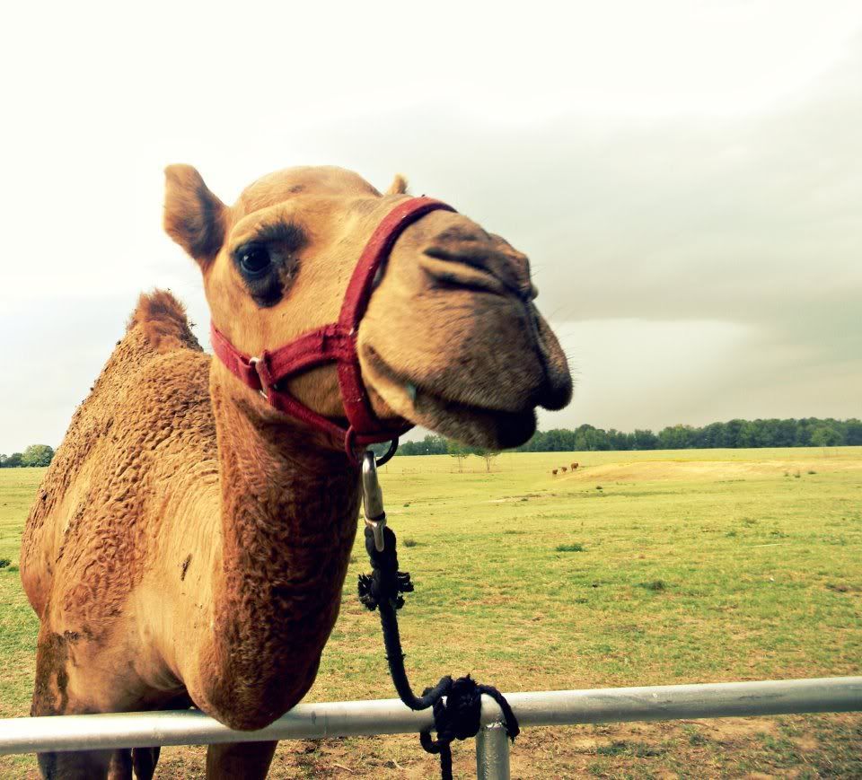 beautiful camel photo: Camel by TatumMichellePhotography 321116_10150323977301248_600421247_7908420_116548746_n.jpg