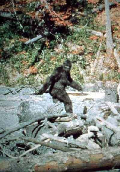 Real Bigfoot Pictures, Images and Photos