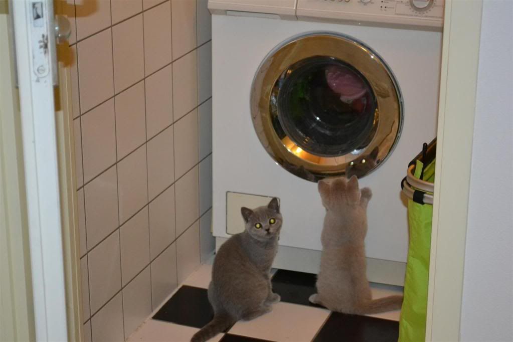 wasmachine.jpg