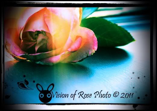 Vision of Rose Photography - Homestead Business Directory