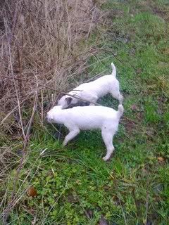 nancyconybuntins005.jpg?t=1325874187