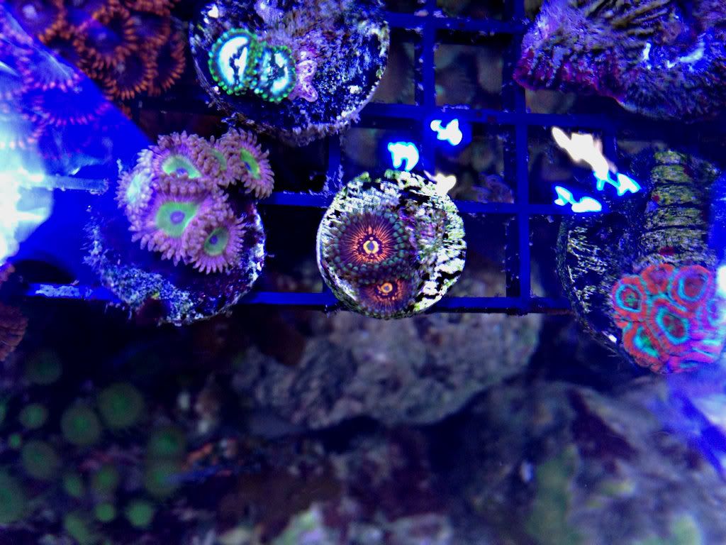 4 - corals so good you don't want to pass up