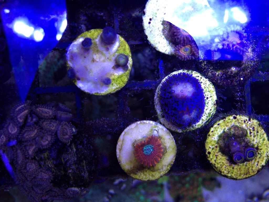 9c79392f - rainbow wellso, zoa, tyree peace coral and more