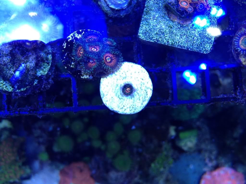 cdf575b4 - nice frag pack for sale