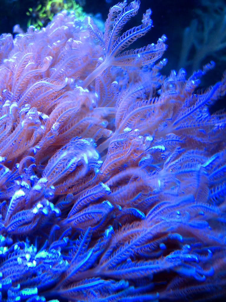 ec047b52 - rainbow wellso, zoa, tyree peace coral and more