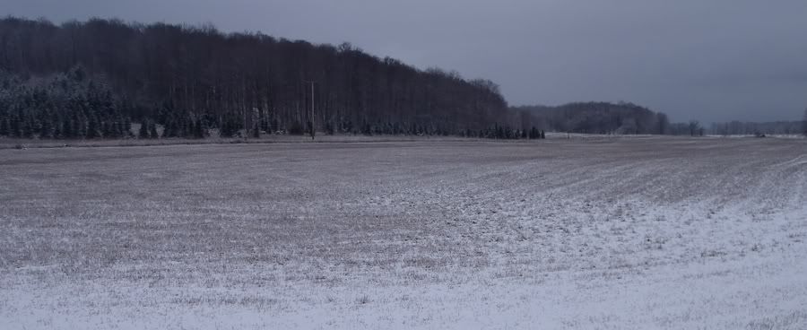 What does your pasture look like today?? - Cattle