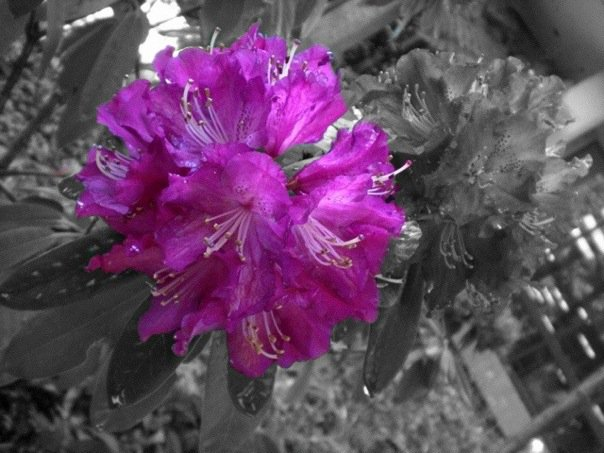 color splash photo: Color Splash EditBlackW1.png