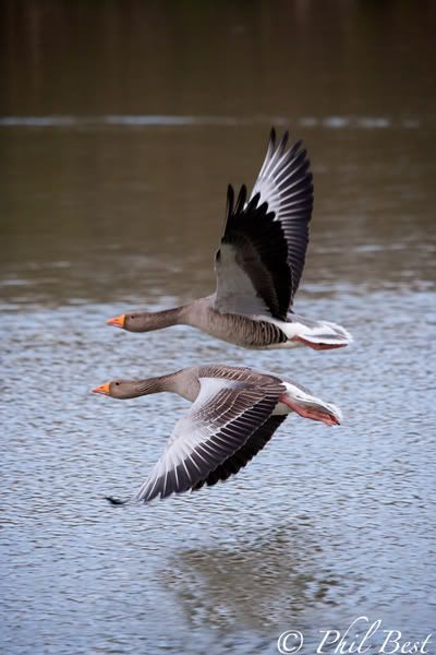 wild geese photo: Side By Side greylag-goose26.jpg