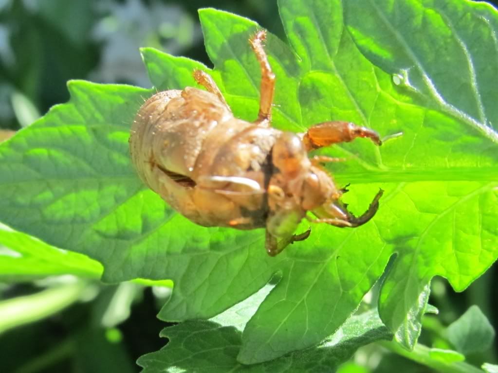 african cicada tortoise