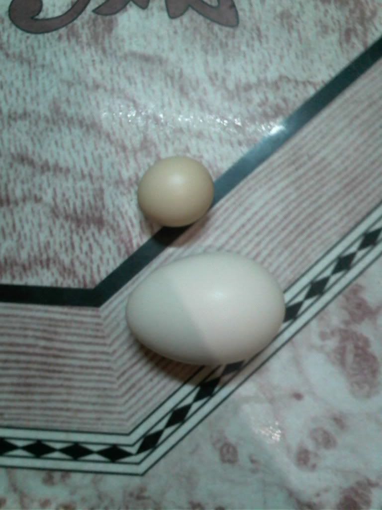 Hiện tượng trứng gà nhỏ hơn trứng cúc - 1