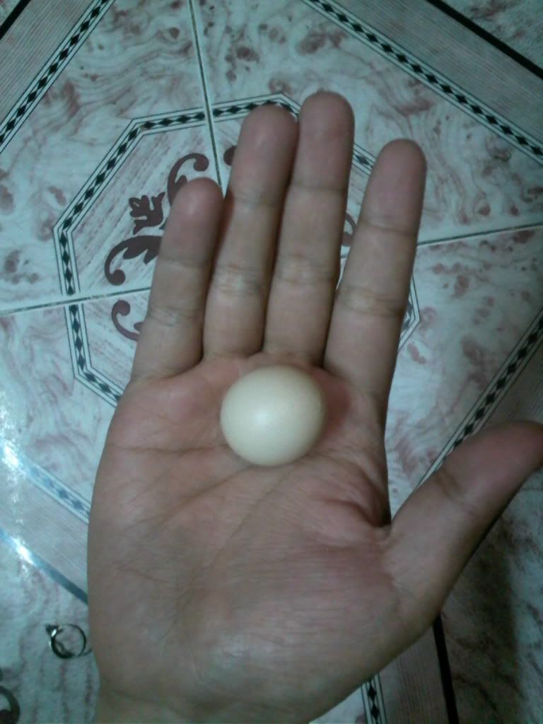 Hiện tượng trứng gà nhỏ hơn trứng cúc - 2