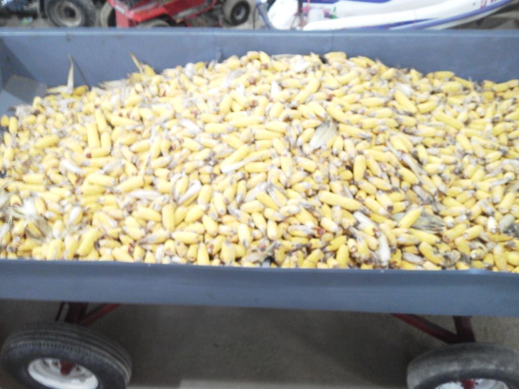 Bagged Corn For Sale New Jersey Hunters