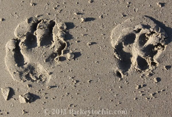 dog paw prints in sand