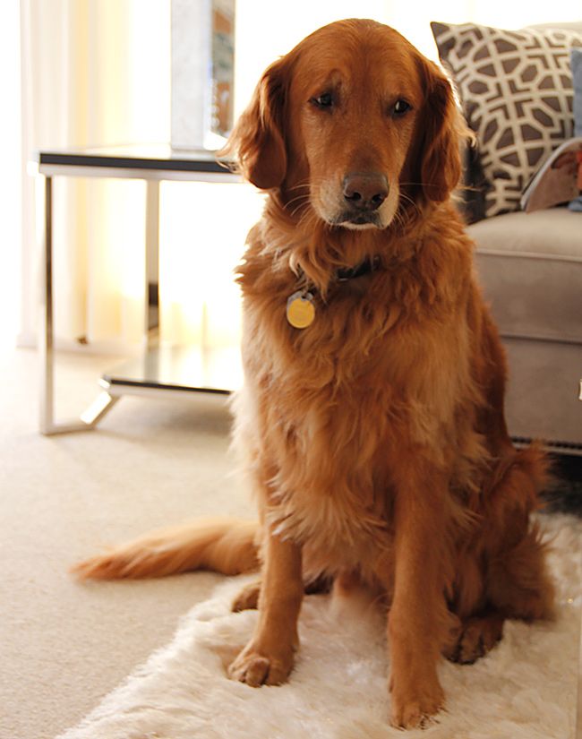golden retriever