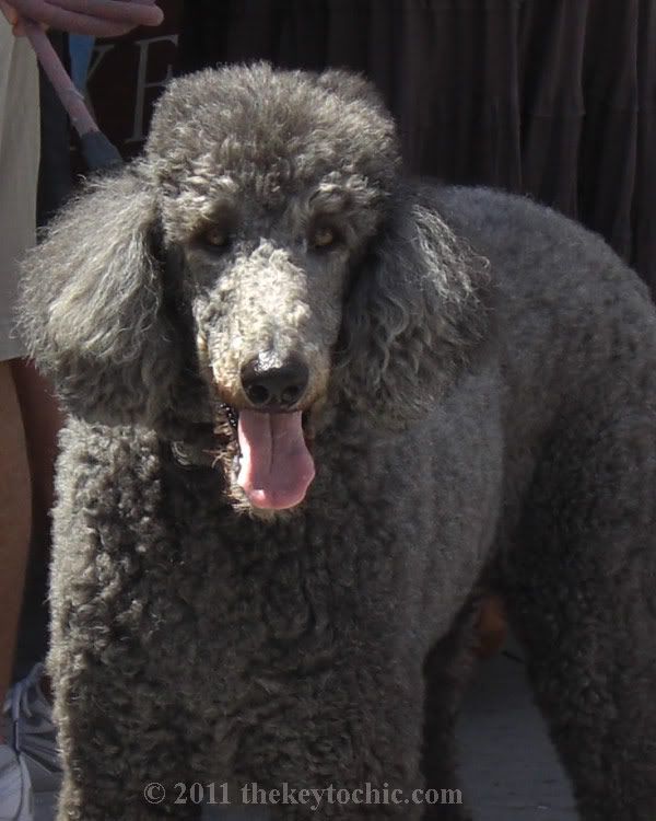 standard poodle gray dog