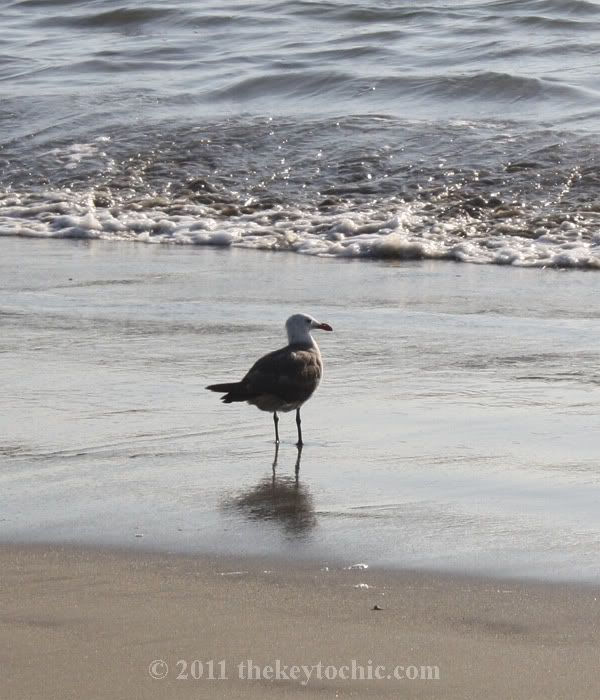 seagull, beach
