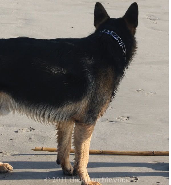 German Shepherd, dog