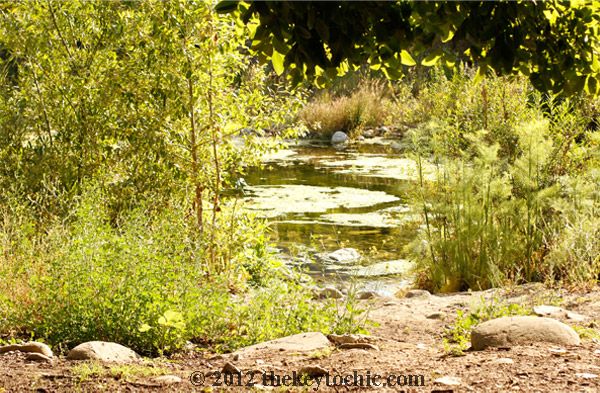 trees, stream, park