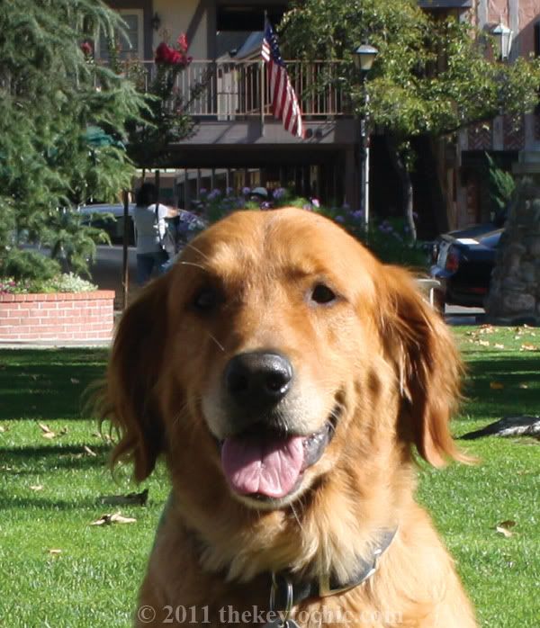 golden retriever