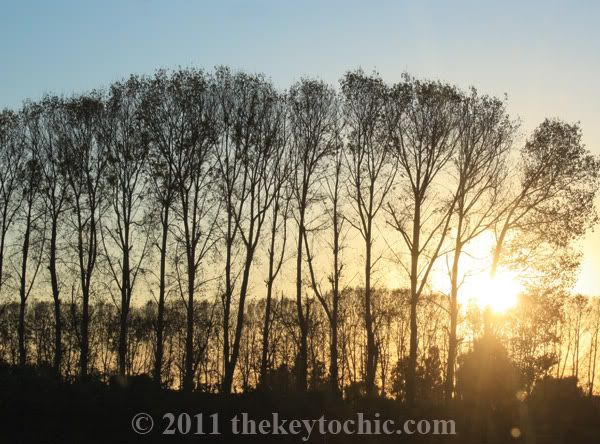 trees, sunset