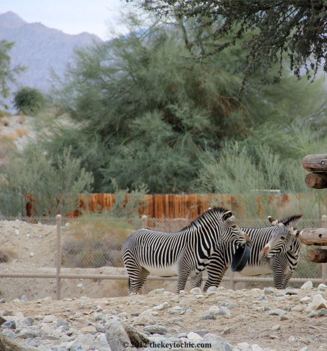 zebras at the Living Desert