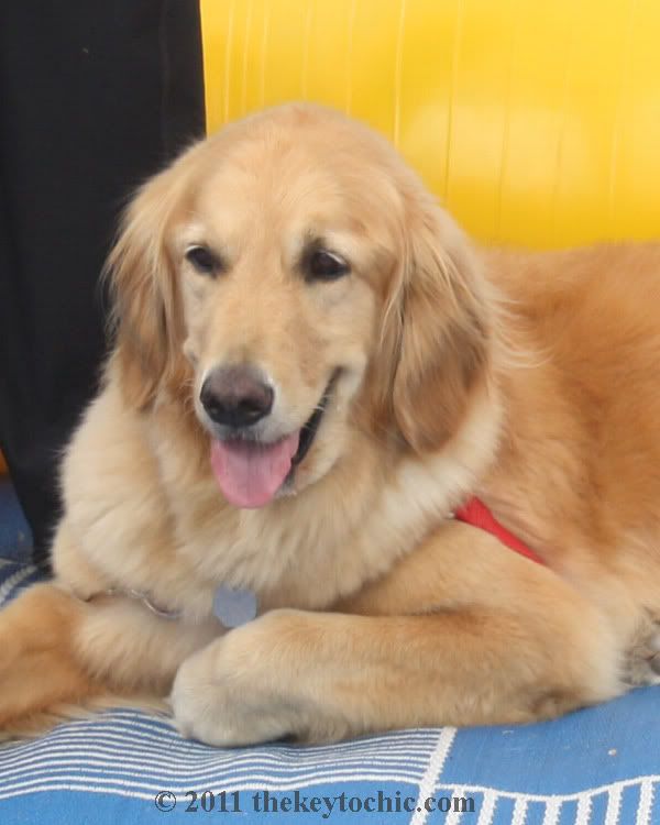 golden retriever, Pooch Parade