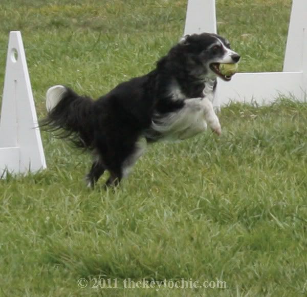 dog agility competition, Pooch Parade