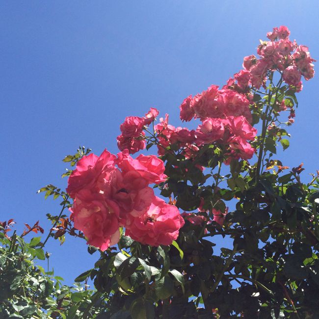 Rose Story Farm-2