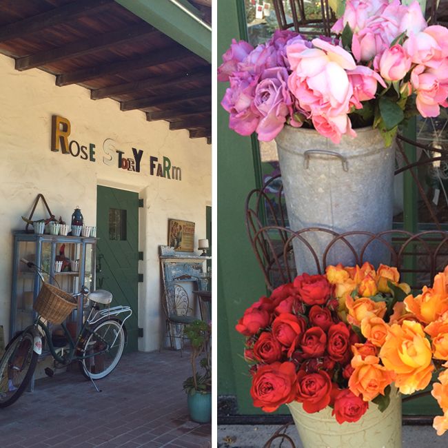 Rose Story Farm-3