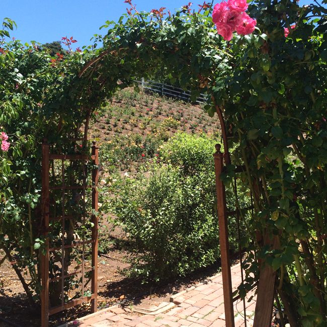 Rose Story Farm-5
