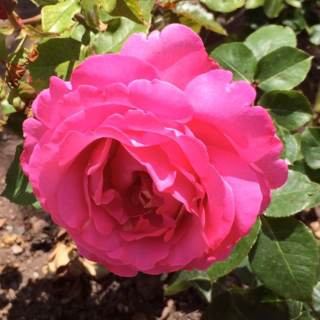 Rose Story Farm-pink-rose