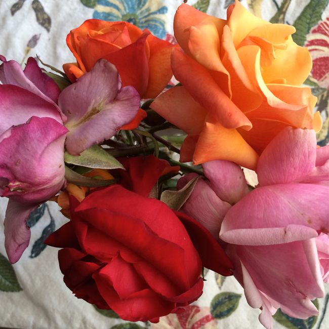 Rose Story Farm roses