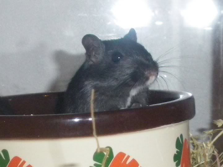 Cola.jpg
