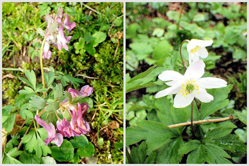 photo Corydalis amp Anemone_zpszclztzvt.jpg