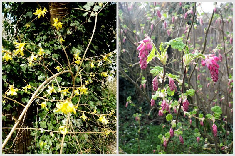 photo Forsythia amp Ribes sanguineum_zpsx10ei1lr.jpg