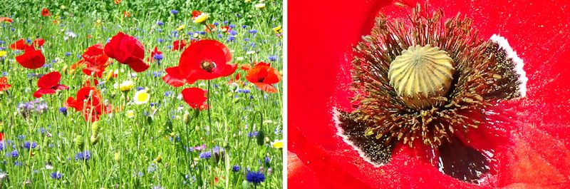 poppy photo poppies_zps3902b916.jpg