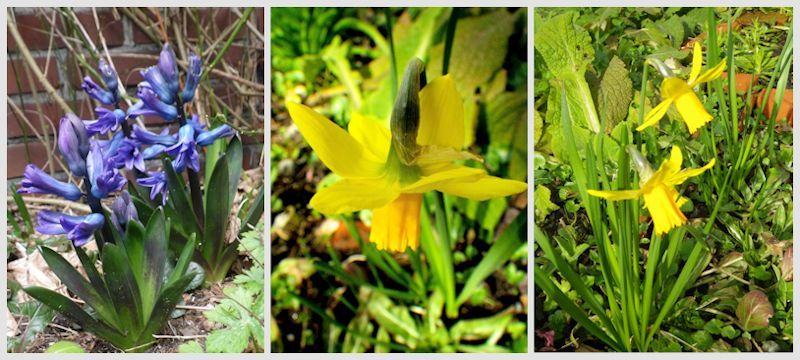 photo hyacinth amp narcissi_zpsrojeqf34.jpg